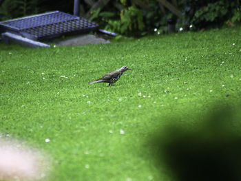 Close-up of a bird on grass