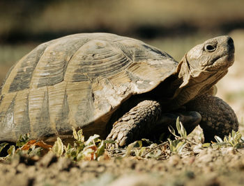 Close-up of tortoise on land