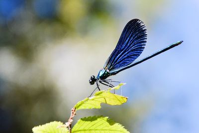 Close-up of butterfly on leaf