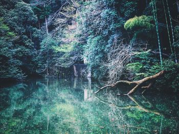 Trees growing in forest