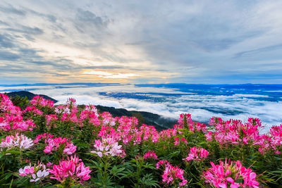 Pink flowering plants on land against sky during sunset