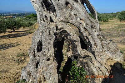 Close-up of tree trunk on field