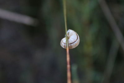 Close-up of snail on plant