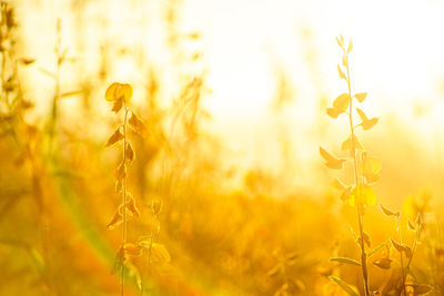 Close-up of yellow flowering plants on field during sunset