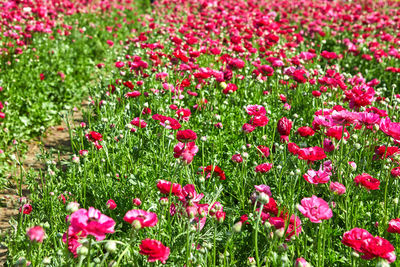 Close-up of pink flowering plants on field