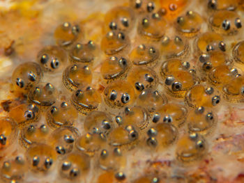Full frame shot of bubbles