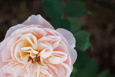 Close-up of blooming orange pastel color rose by natural light