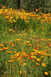 High angle view of flowering plants on field