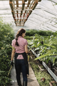 Rear view of female farmer walking by organic plants in greenhouse