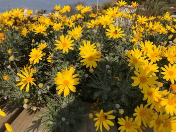 High angle view of yellow flowering plants