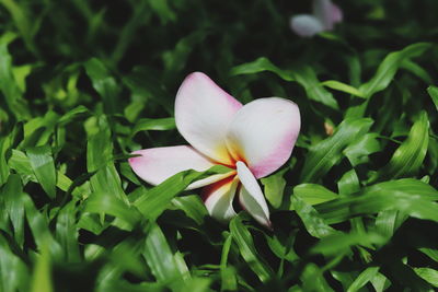 Close-up of white flowering plant