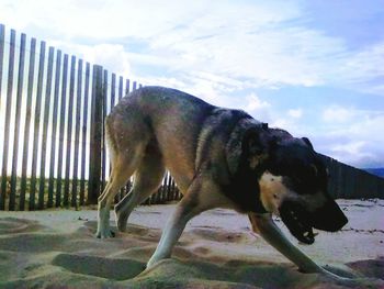 Dog on rock against sky