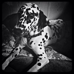 Cat lying on the ground