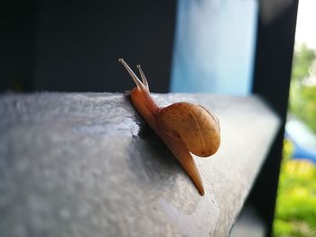 Close-up of snail