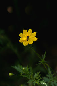 Close-up of yellow flowering plant