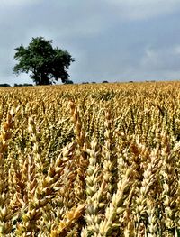 Scenic view of wheat field against sky