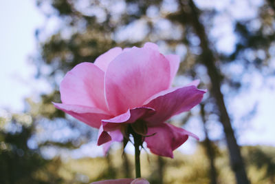 Close-up of pink flowers