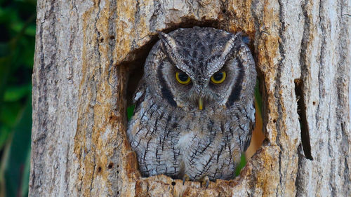 Portrait of owl