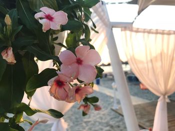 Close-up of pink flowering plants