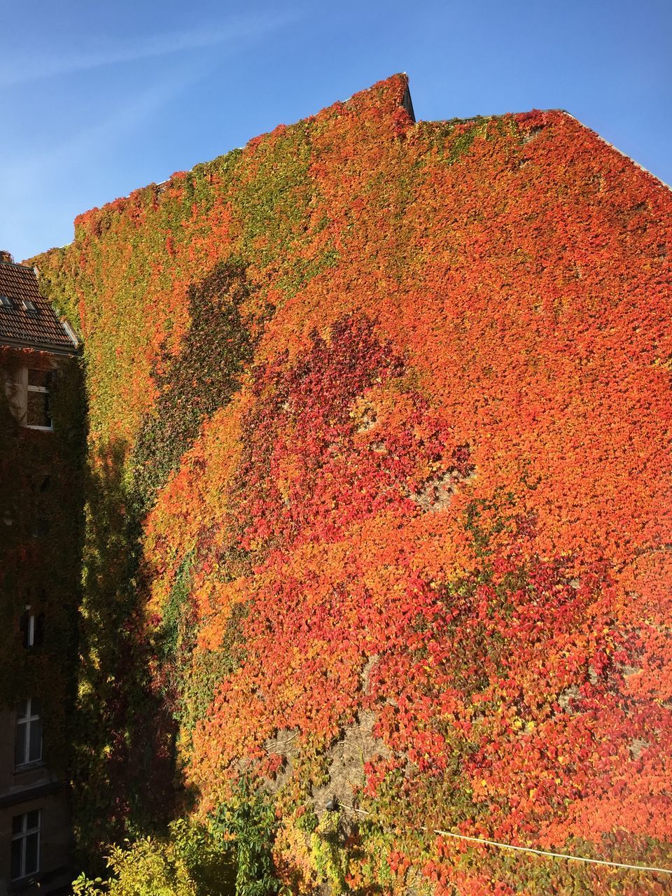 building exterior, architecture, built structure, tree, low angle view, orange color, growth, outdoors, sunlight, sky, house, residential building, clear sky, day, yellow, no people, residential structure, car, nature, red