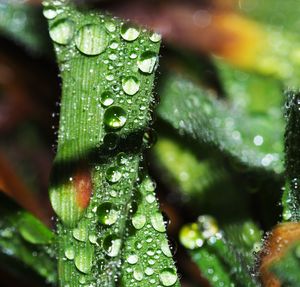 Close-up of raindrops on leaf