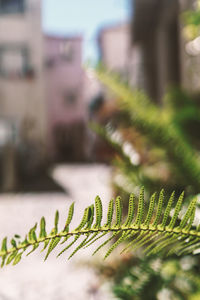 Close-up of leaf against sky