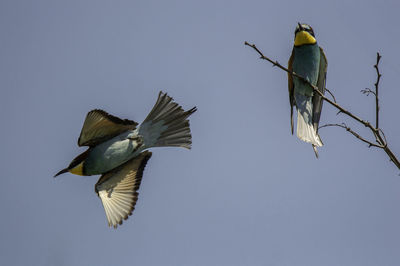 Low angle view of birds flying in sky