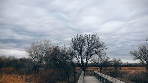 Trees against sky