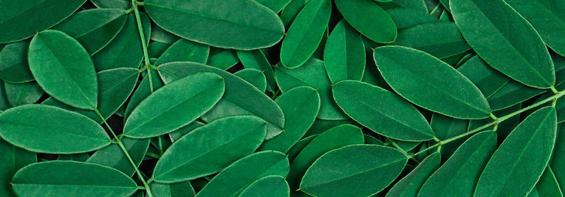 Full frame shot of green leaves