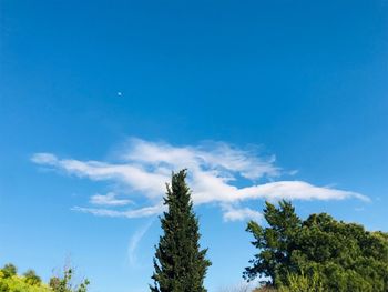 Low angle view of trees against blue sky