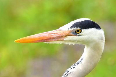 Close-up of a bird