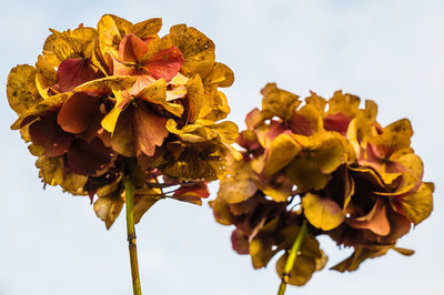 Low angle view of flowering plant against sky