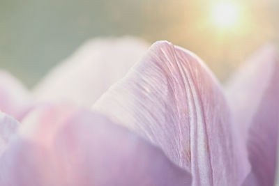 Close-up of pink rose flower