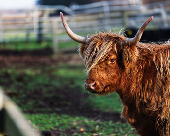 Close-up of a cow on field