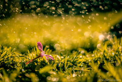 Close-up of wet flower on field during rainy season
