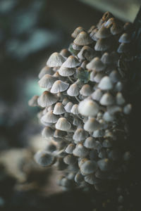 Close-up of mushrooms