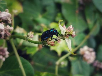 Close-up of insect pollinating on flower