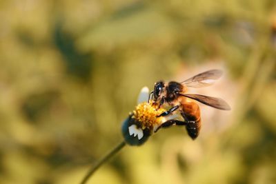 Close-up of bee pollinating on flower