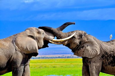 Elephants on field