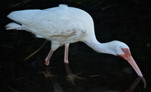 Close-up of white bird perching on water