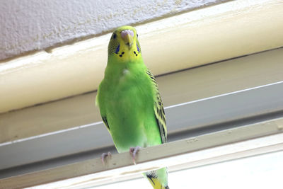 Low angle view of parrot perching on railing