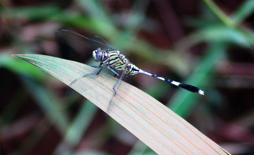 Close-up of dragonfly on blade of grass