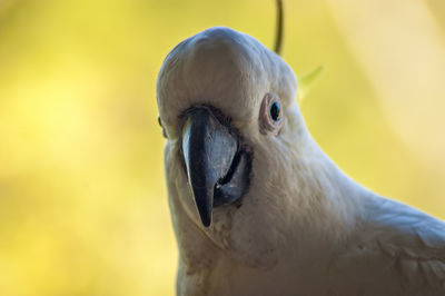 Close-up portrait of cockatoo