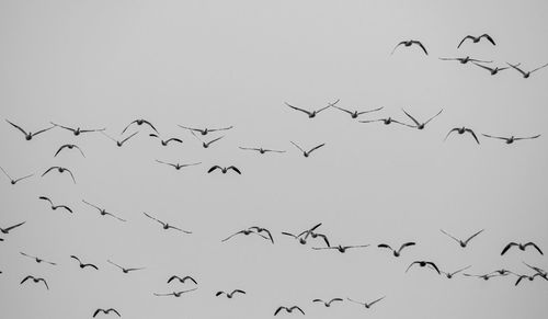 Low angle view of birds flying in the sky