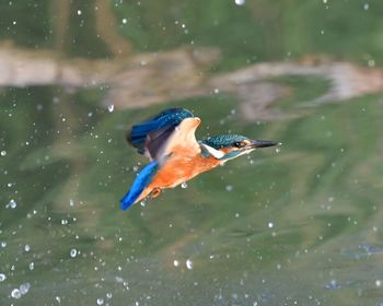 Close-up of kingfisher flying over lake