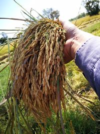 Close-up of hand holding grass on field