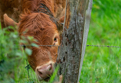 Close-up of a horse