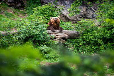 Bear sitting in a forest