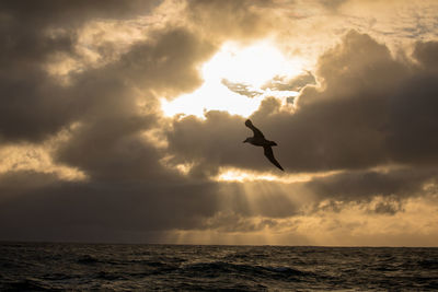 Silhouette of bird flying over sea against sky
