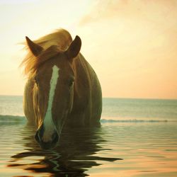 Portrait of horse in sea against sky